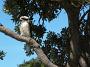 crowdy-national-park 058